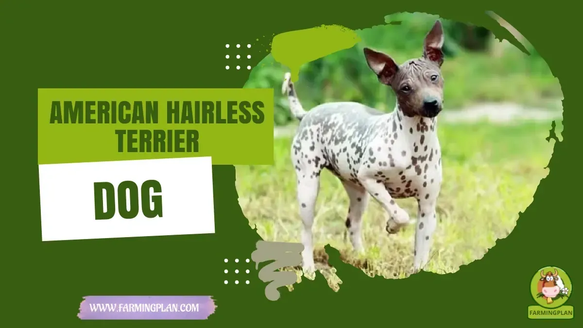 American Hairless Terrier Dog - Farming & Breed Profile american hairless terrier dog