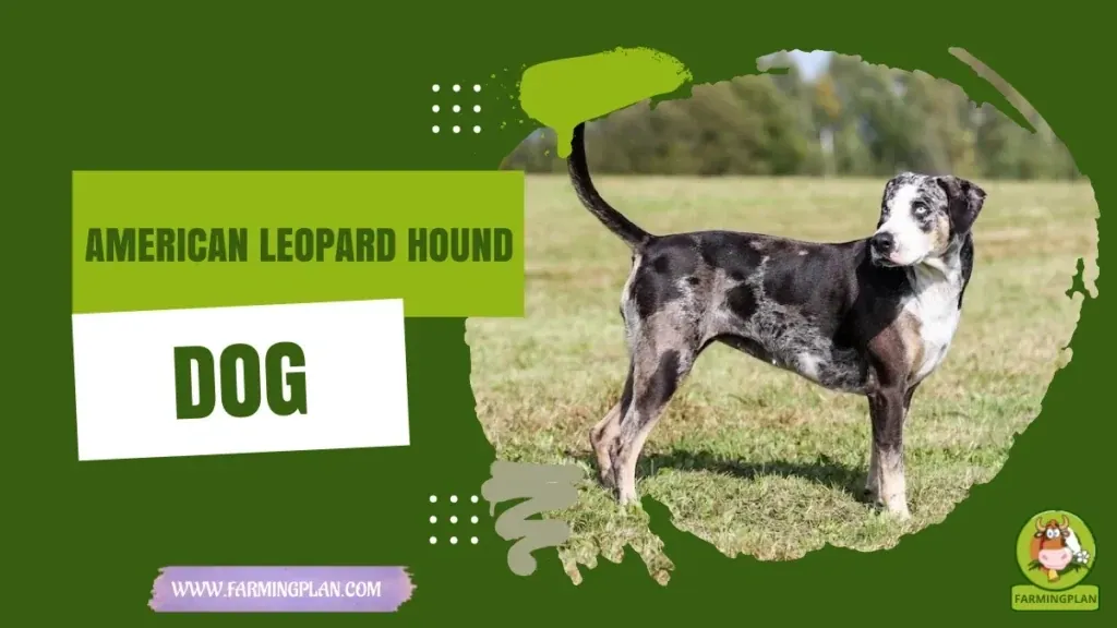 American Leopard Hound Dog characteristics, agricultural utility and breed care guide