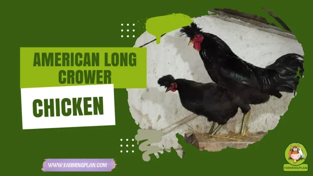 American Long Crower Chicken characteristics, agricultural utility and breed care guide