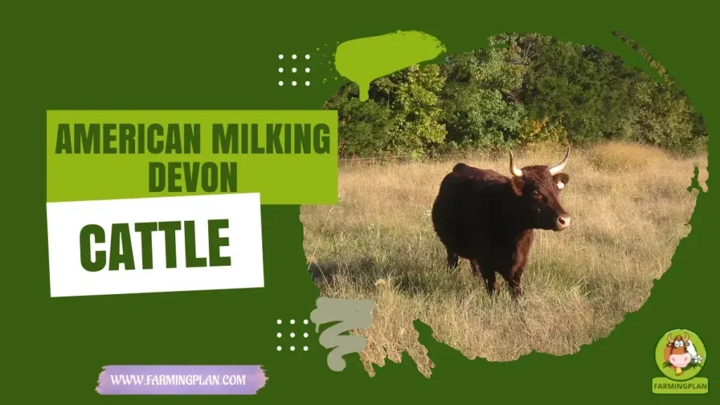 American Milking Devon Cattle characteristics, agricultural utility and breed care guide