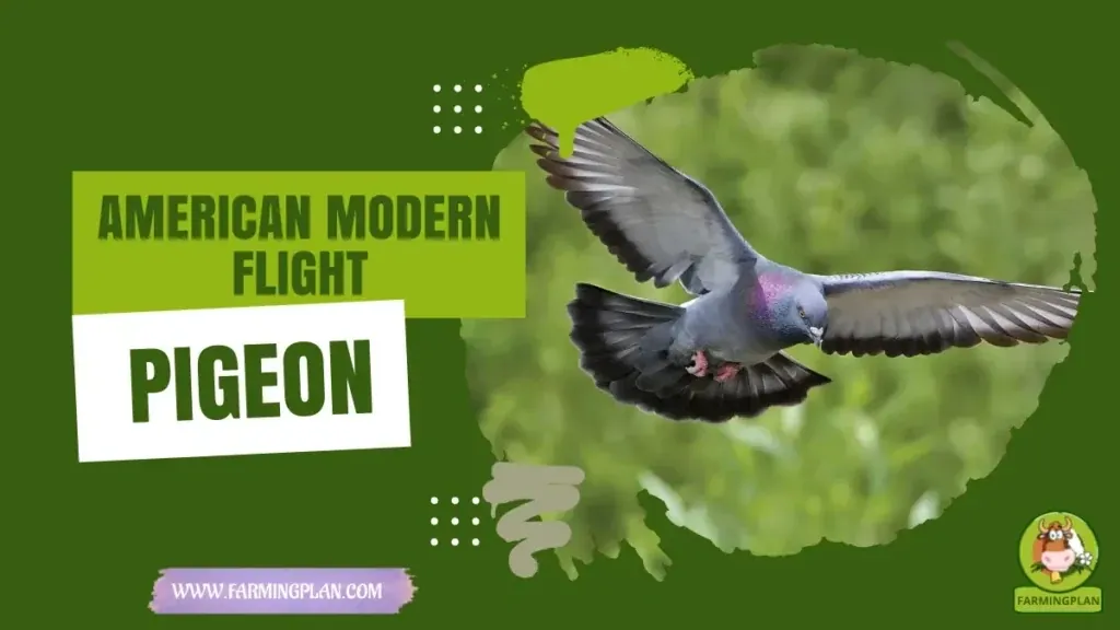 American Modern Flight Pigeon characteristics, agricultural utility and breed care guide