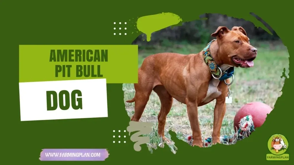 American Pit Bull Dog - Farming & Breed Profile American Pit Bull Dog characteristics, agricultural utility and breed care guide