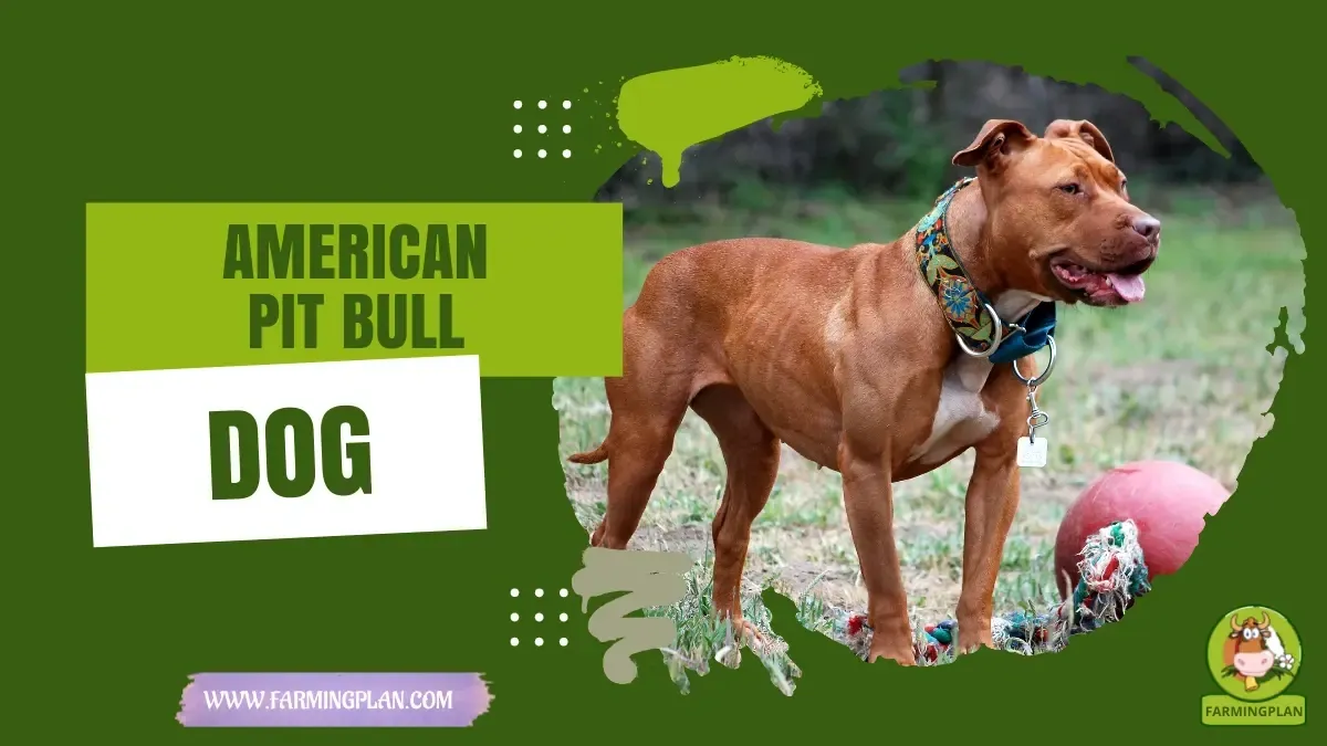 American Pit Bull Dog - Farming & Breed Profile american pit bull dog
