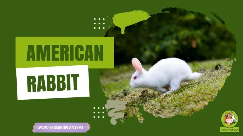 American Rabbit characteristics, agricultural utility and breed care guide
