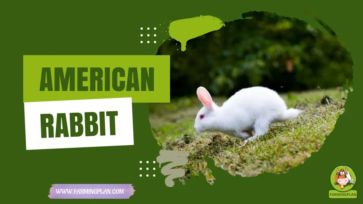 American Rabbit - Farming & Breed Profile American Rabbit characteristics, agricultural utility and breed care guide