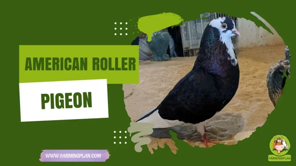 American Roller Pigeon
