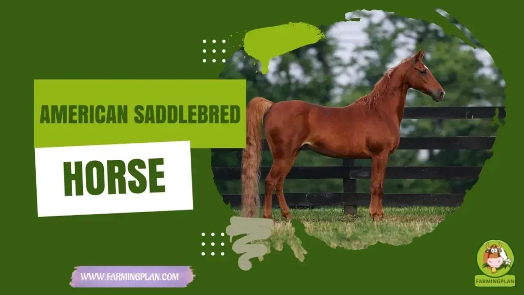 American Saddlebred Horse characteristics, agricultural utility and breed care guide