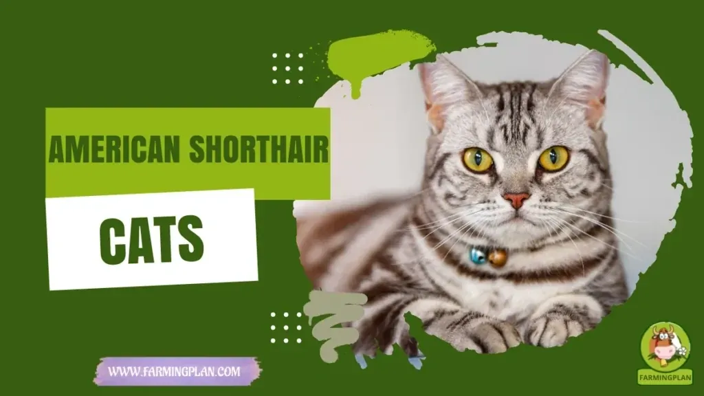 American Shorthair Cats characteristics, agricultural utility and breed care guide