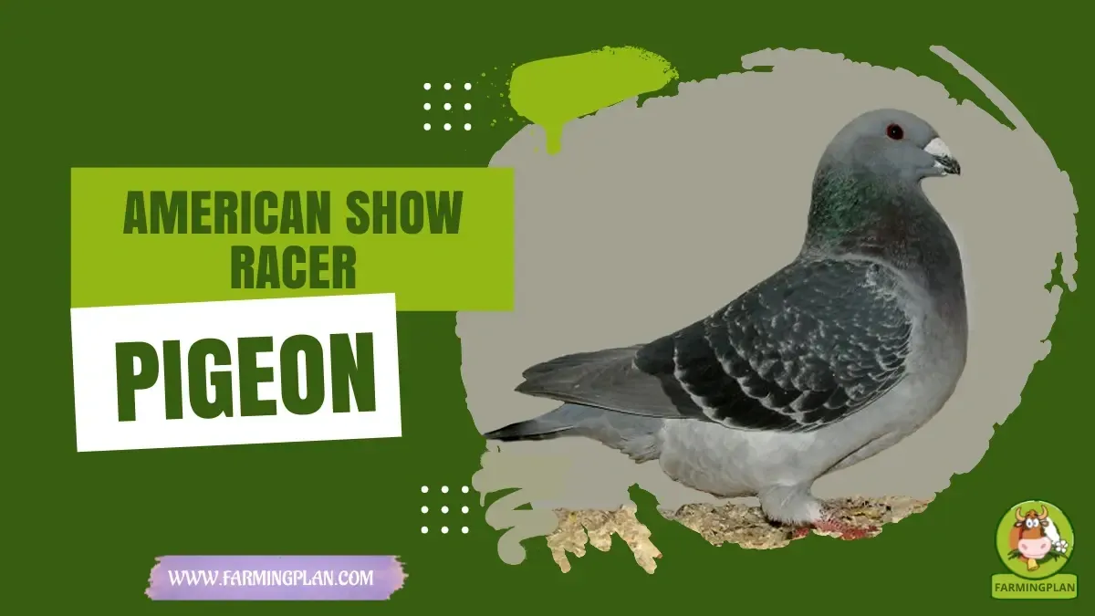 American Show Racer Pigeon - Farming & Breed Profile american show racer pigeon