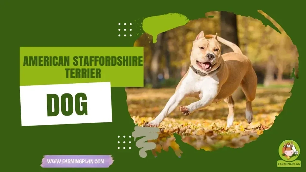American Staffordshire Terrier Dog characteristics, agricultural utility and breed care guide