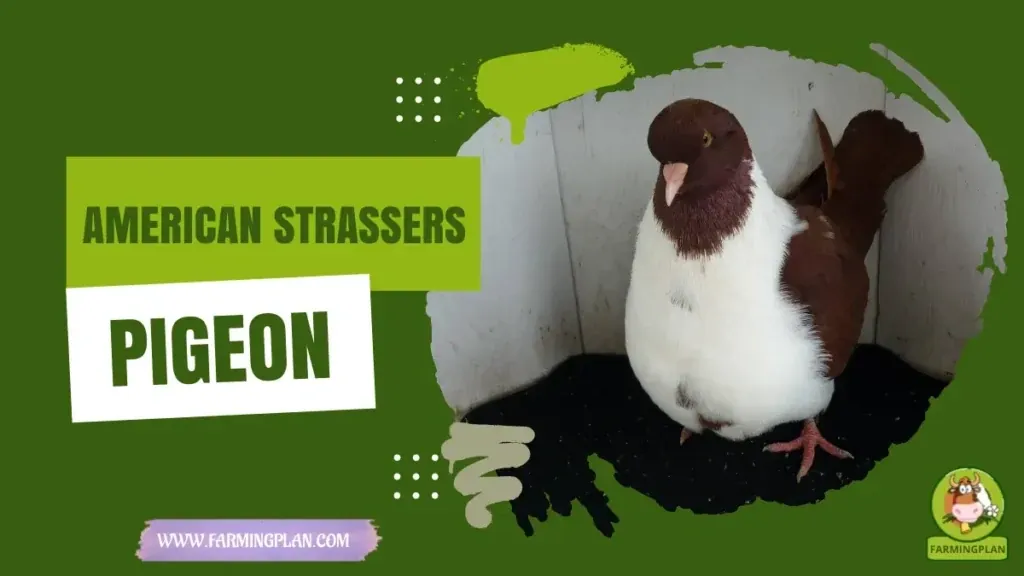 American Strassers Pigeon