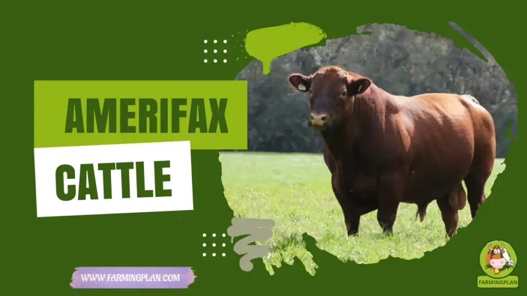 Amerifax Cattle characteristics, agricultural utility and breed care guide