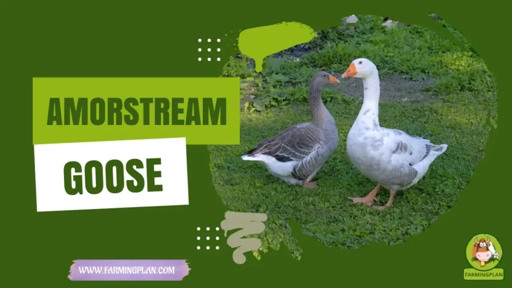 Amorstream Goose characteristics, agricultural utility and breed care guide