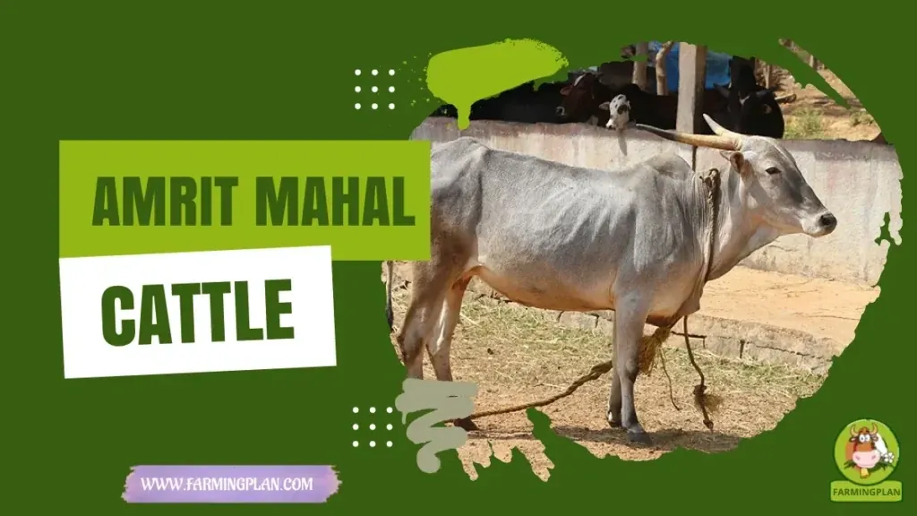 Amrit Mahal Cattle - Farming & Breed Profile Amrit Mahal Cattle characteristics, agricultural utility and breed care guide