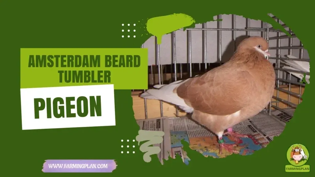 Amsterdam Beard Tumbler Pigeon Care characteristics, agricultural utility and breed care guide