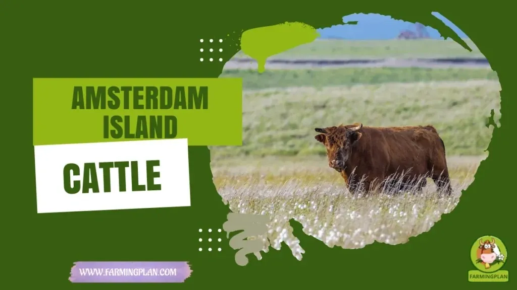 Amsterdam Island Cattle characteristics, agricultural utility and breed care guide