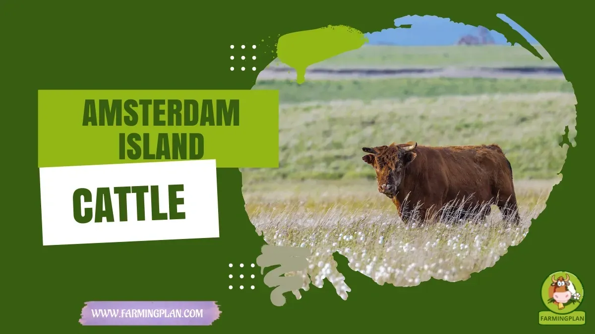 Amsterdam Island Cattle - Farming & Breed Profile amsterdam island cattle
