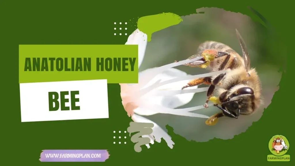 Anatolian Honey Bee - Farming & Breed Profile Anatolian Honey Bee characteristics, agricultural utility and breed care guide