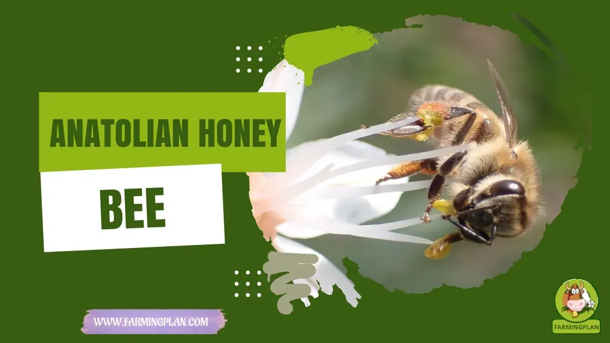 Anatolian Honey Bee - Farming & Breed Profile Anatolian Honey Bee characteristics, agricultural utility and breed care guide