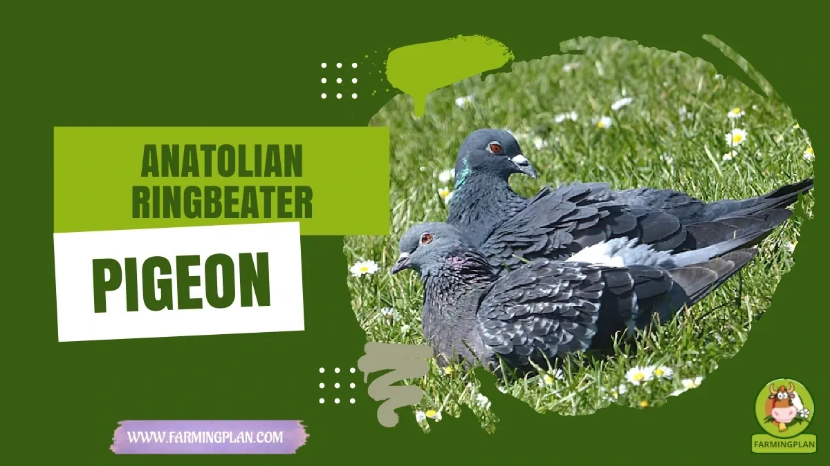 Anatolian Ringbeater Pigeon - Farming & Breed Profile anatolian ringbeater pigeon