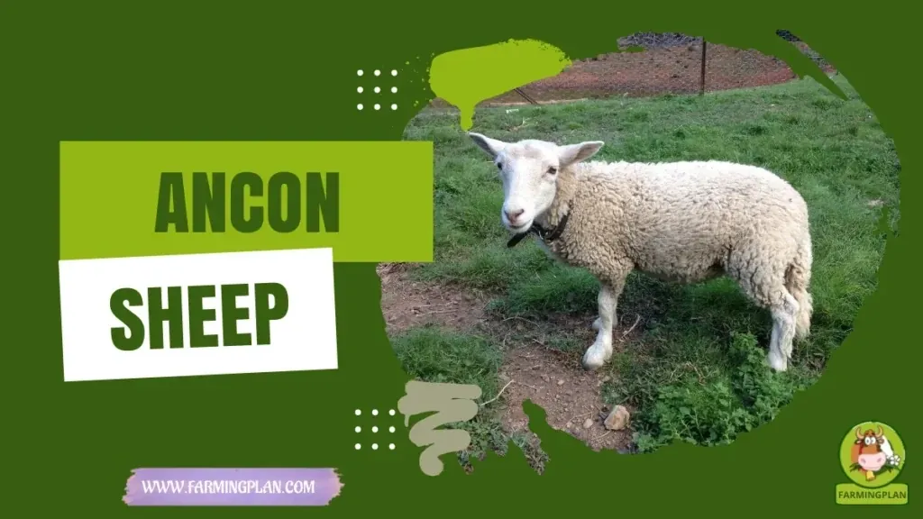 Ancon Sheep characteristics, agricultural utility and breed care guide