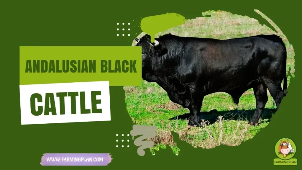Andalusian Black Cattle characteristics, agricultural utility and breed care guide