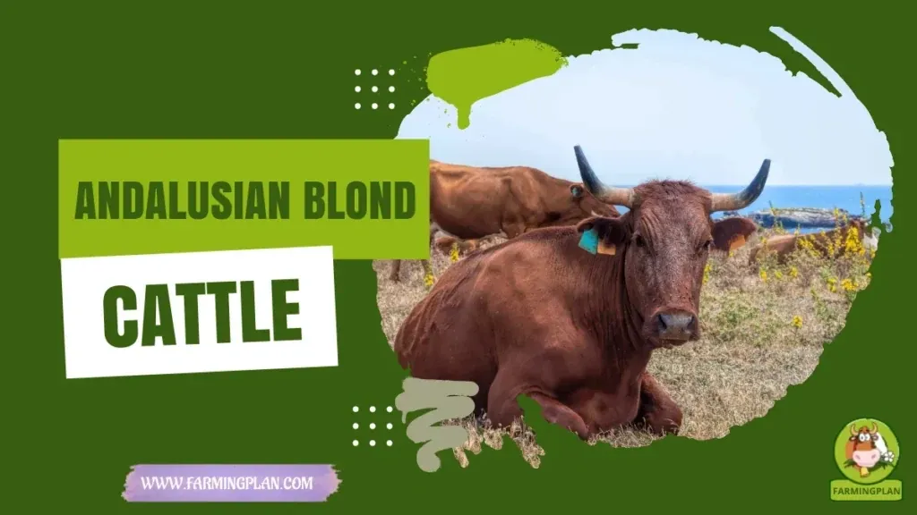 Andalusian Blond Cattle characteristics, agricultural utility and breed care guide