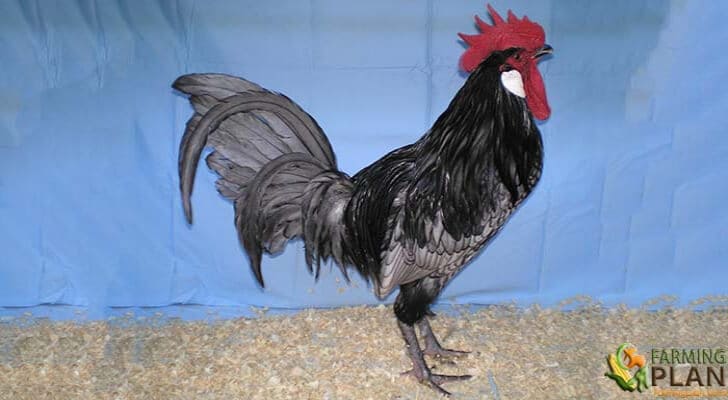 Andalusian Chicken