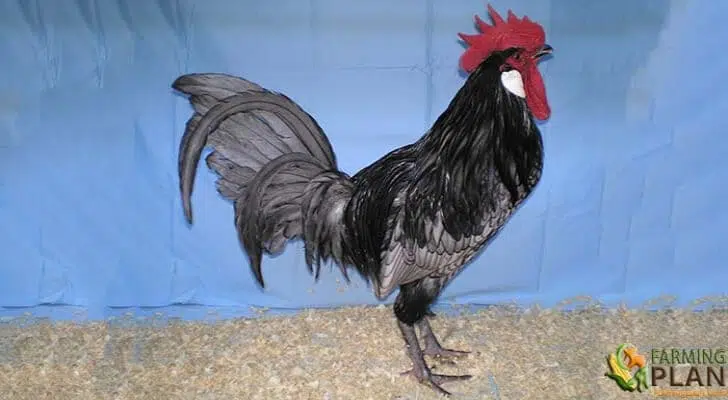 Andalusian Chicken