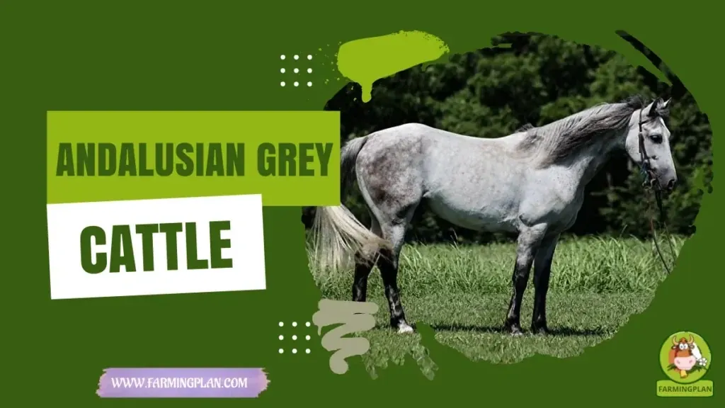 Andalusian Grey Cattle - Farming & Breed Profile Andalusian Grey Cattle