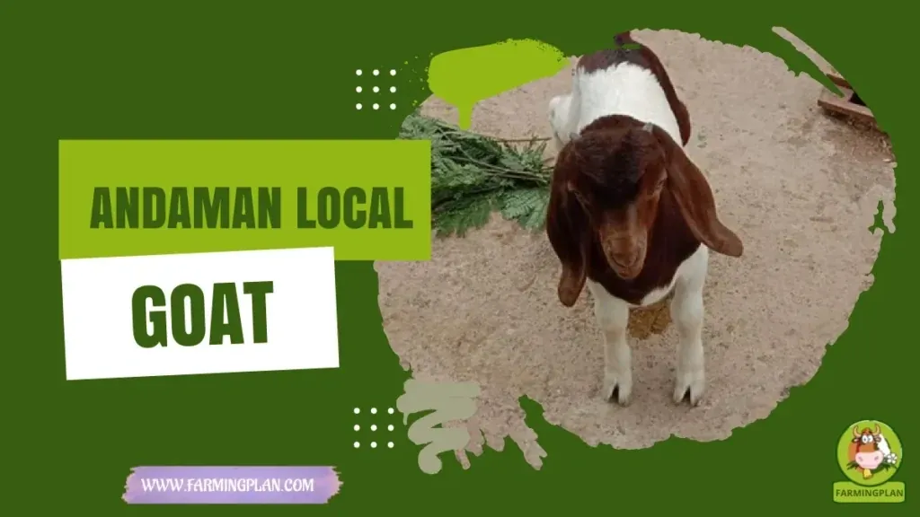 Andaman Local Goat characteristics, agricultural utility and breed care guide