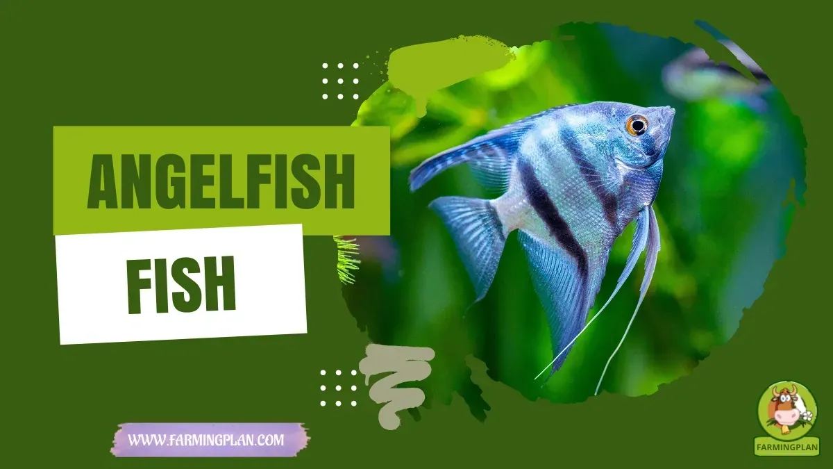 Angelfish - Farming & Breed Profile Angelfish characteristics, agricultural utility and breed care guide