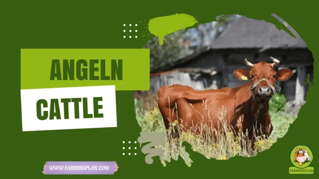Angeln Cattle characteristics, agricultural utility and breed care guide