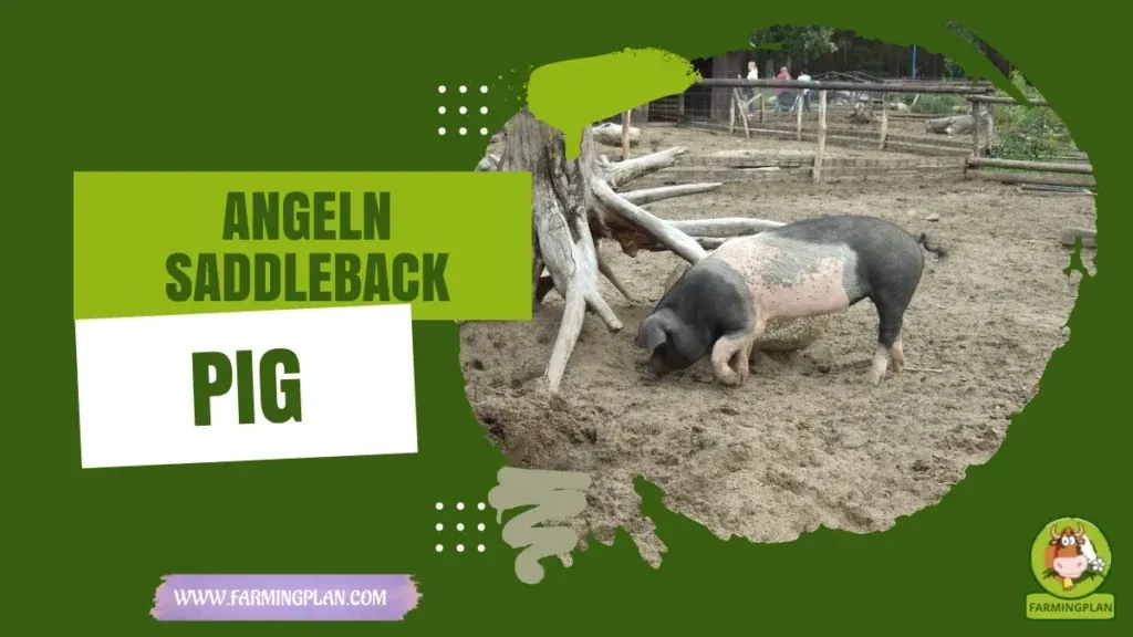 Angeln Saddleback Pig - Farming & Breed Profile Angeln Saddleback Pig characteristics, agricultural utility and breed care guide