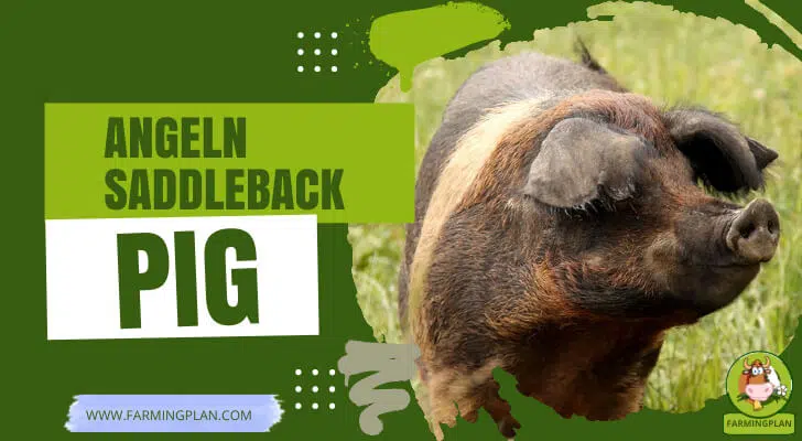 Angeln Saddleback Pig