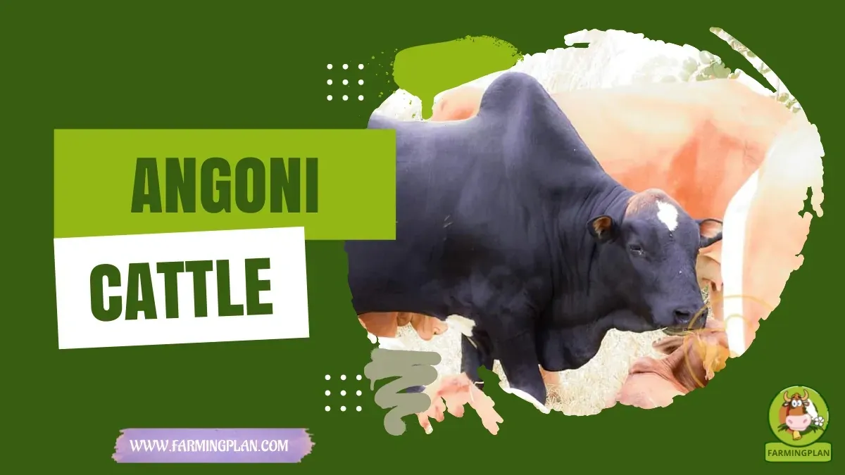 Angoni Cattle - Farming & Breed Profile Angoni Cattle characteristics, agricultural utility and breed care guide