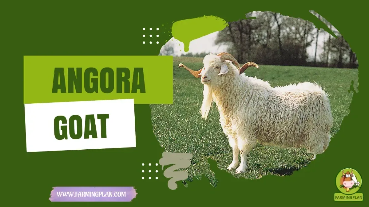 Angora Goat characteristics, agricultural utility and breed care guide