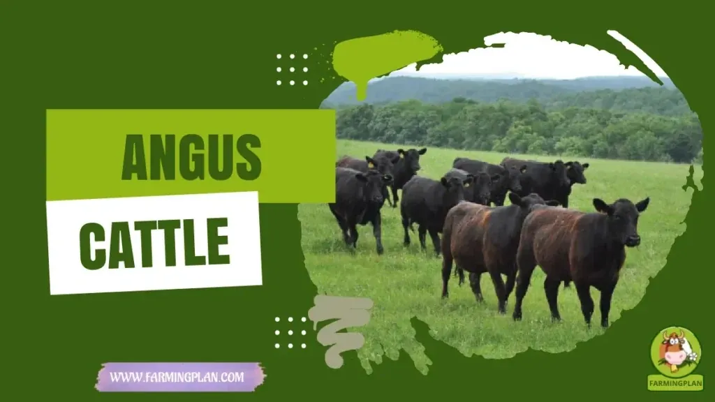 Angus Cattle - Farming & Breed Profile Angus Cattle characteristics, agricultural utility and breed care guide