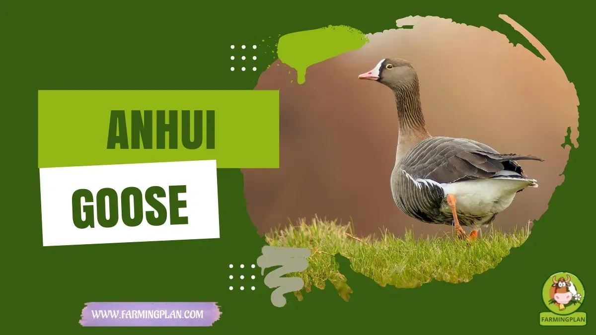 Anhui Goose - Farming & Breed Profile Anhui Goose characteristics, agricultural utility and breed care guide