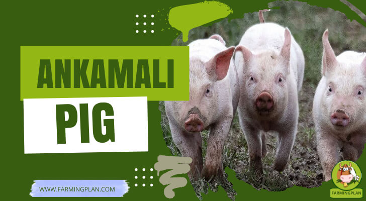 Ankamali Pig