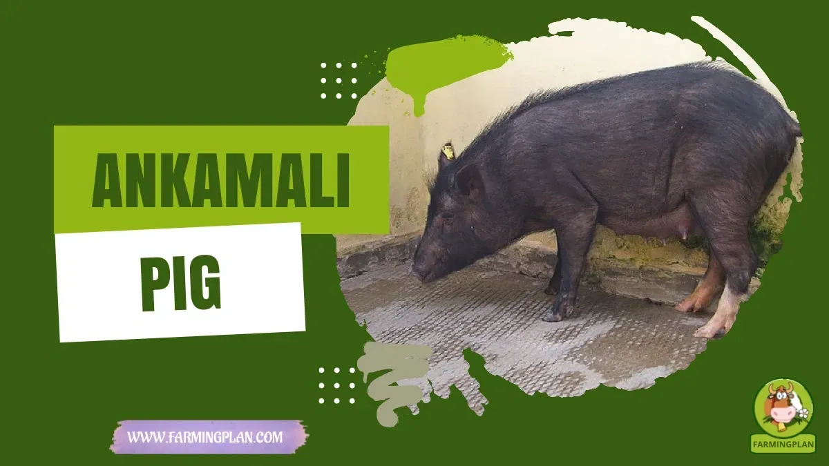 Ankamali Pig characteristics, agricultural utility and breed care guide
