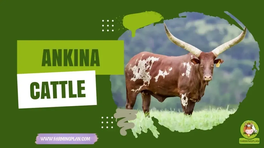 Ankina Cattle characteristics, agricultural utility and breed care guide