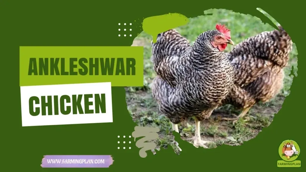 Ankleshwar Chicken characteristics, agricultural utility and breed care guide
