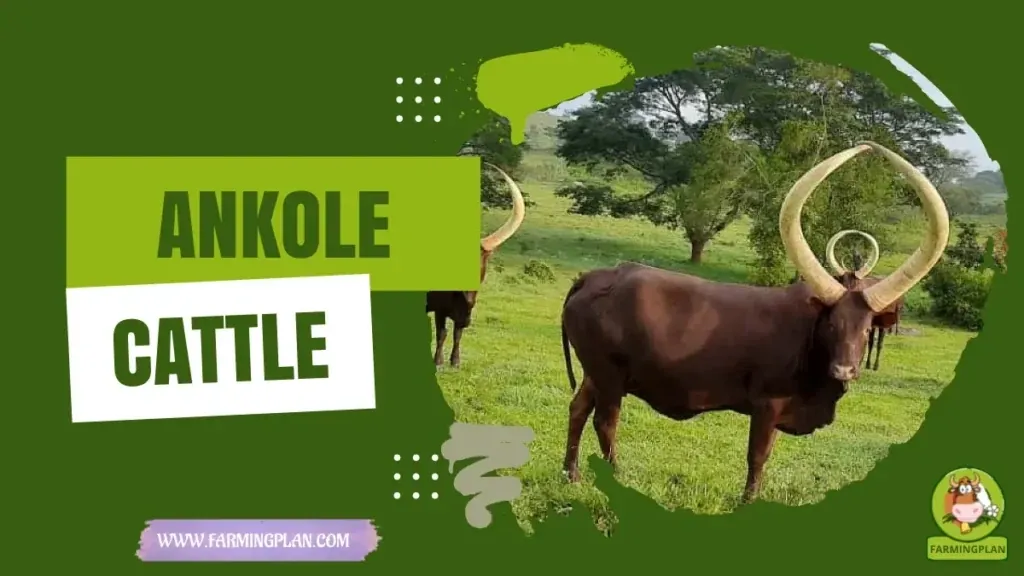 Ankole Cattle characteristics, agricultural utility and breed care guide