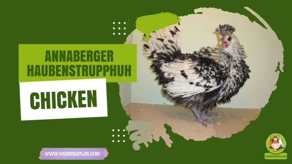 Annaberger Haubenstrupphuhn Chicken - Farming & Breed Profile Annaberger Haubenstrupphuhn Chicken characteristics, agricultural utility and breed care guide