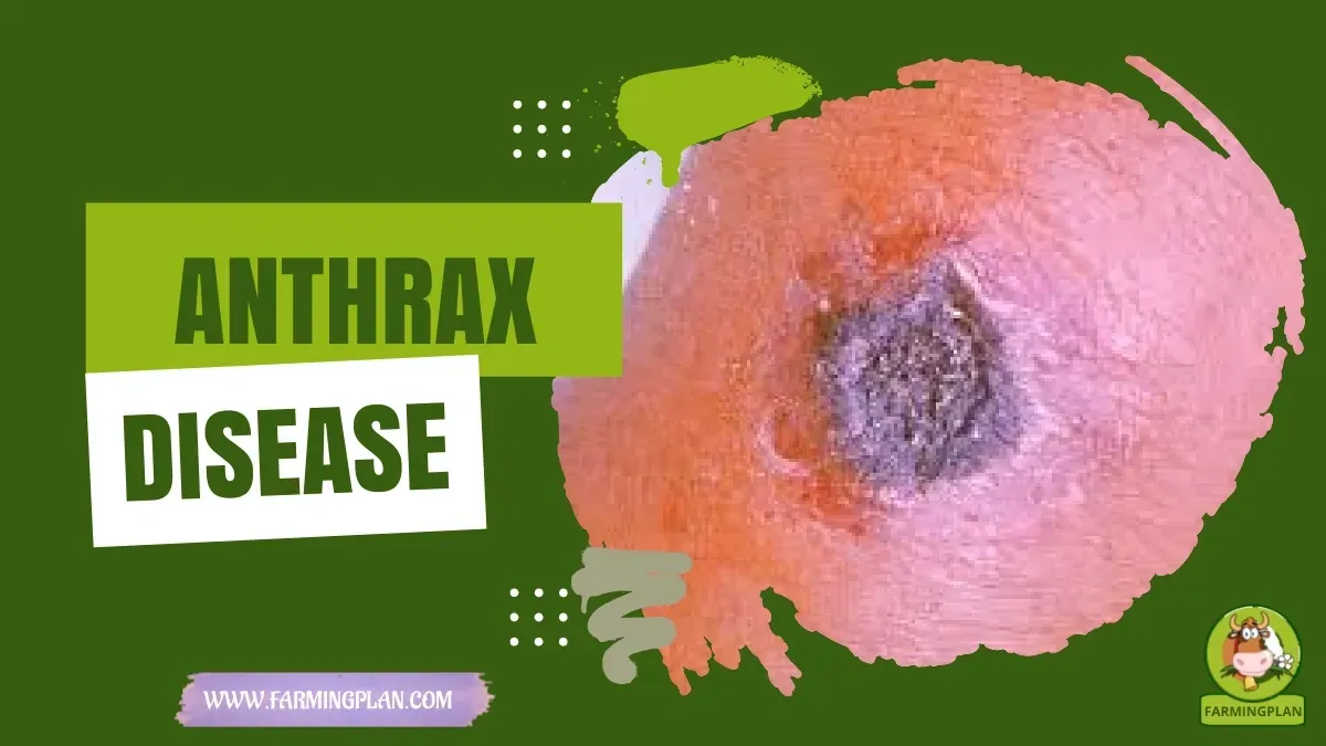 Anthrax in Livestock characteristics, agricultural utility and breed care guide
