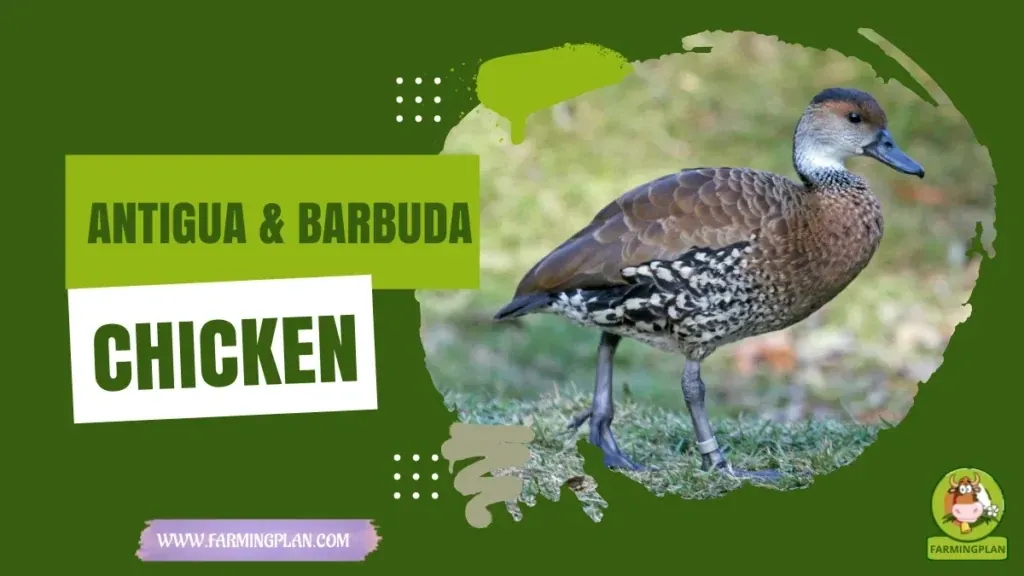 Antigua and Barbuda Duck - Farming & Breed Profile Antigua and Barbuda Duck