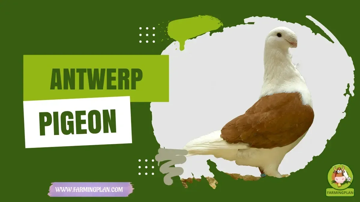 Antwerp Pigeon characteristics, agricultural utility and breed care guide