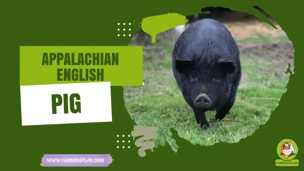 Appalachian English Pig - Farming & Breed Profile Appalachian English Pig characteristics, agricultural utility and breed care guide
