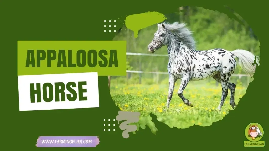 Appaloosa Horse Power characteristics, agricultural utility and breed care guide